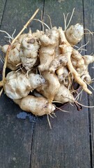  wurzelgemüse, topinambur wird geerntet