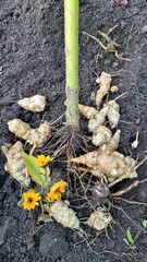  wurzelgemüse, topinambur wird geerntet