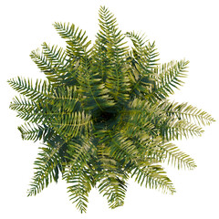 Blechnum gibbum tree plan, top view, cutout, transparent background, isolate, Vibrant green fern fronds unfurling in a radial pattern © DH Tree Stock
