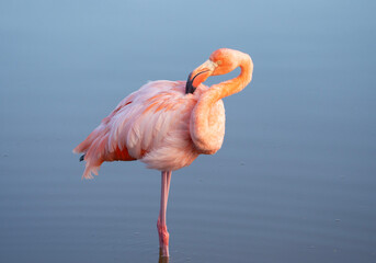 flamingo in water, Phoenicopterus ruber in Galapagos © nexusby