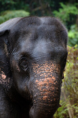 Naklejka premium asian elephant in Thailand, vertical photo