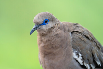 West Peruvian dove or Pacific dove, portrait of Zenaida meloda in Peru