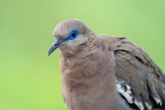 West Peruvian dove or Pacific dove, portrait of Zenaida meloda in Peru