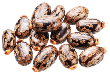 Bean-shaped, mottled, glossy castor oil seeds on white background. File contains clipping paths.