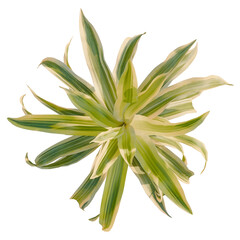 Dracaena reflexa variegata tree plan, top view, cutout, transparent background, isolate, Vibrant variegated plant top view for modern decor and wellness projects