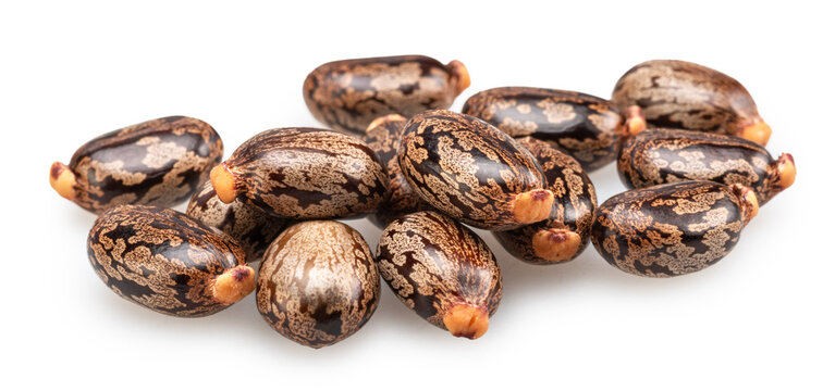 Bean-shaped, mottled, glossy castor oil seeds on white background. File contains clipping paths.