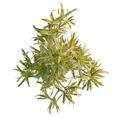 Dracaena reflexa variegata tree plan, top view, cutout, transparent background, isolate, Vibrant variegated plant leaves, fresh green and yellow, natural beauty