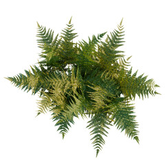 Dryopteris erythrosora tree plan, top view, cutout, transparent background, isolate, Vibrant green...