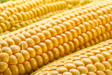 Maize cob or corn cob and maize corn silk close up. Macro shot.