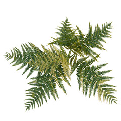 Dryopteris erythrosora tree plan, top view, cutout, transparent background, isolate, Vibrant green fern fronds unfurling with delicate detail and natural beauty © DH Tree Stock