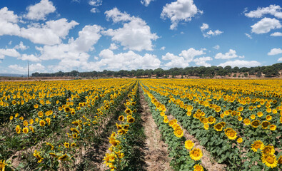 Rows of sunflower plants in bloom on a sunflower organic field. Blue sky with fluffy white cloups at the background.
