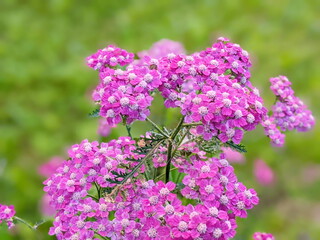 Achillea millefolium or yarrow is a flowering plant in the family Asteraceae.