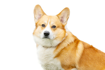 Corgi isolated