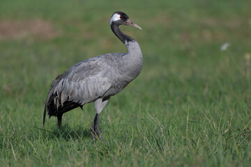 Grue cendr&eacute;e au lac du Der