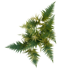 Dryopteris erythrosora tree plan, top view, cutout, transparent background, isolate, Vibrant green fern fronds unfurling with delicate detail © DH Tree Stock