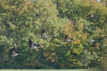 Grue cendr&eacute;e au lac du Der