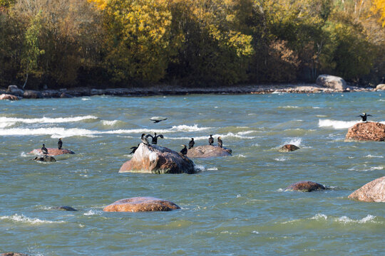 Cormorant birds resting on rocks in ocean waves with autumn forest background, seabirds on coastal stones in blue water, natural wildlife scene with trees and rocky seashore habitat - Powered by Adobe