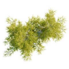 Obraz premium Larix laricina tree plan, top view, cutout, transparent background, isolate, Lush green tree canopy viewed from directly above, perfect for design