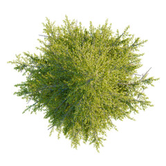 Larix occidentalis tree plan, top view, cutout, transparent background, isolate, Vibrant overhead view of a lush green tree with detailed branches and leaves