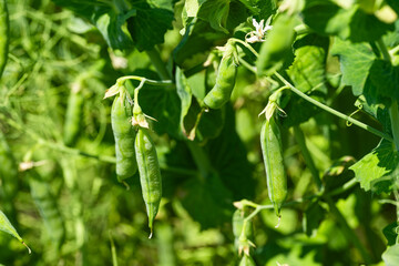 green peas growing