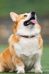 A photo of a red-haired corgi