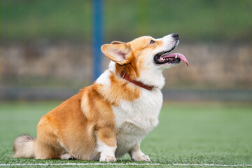 A photo of a red-haired corgi