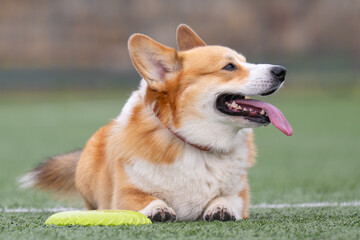 A photo of a red-haired corgi
