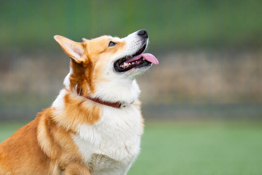 A photo of a red-haired corgi