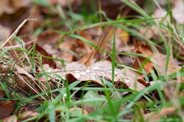 autumn oak leaf with drops of water