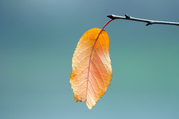 Obraz premium autumn landscape with autumn leaves