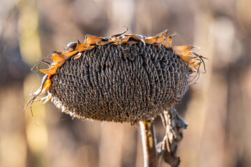 dry sunflower ripened