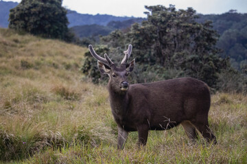 Sambar Rusa unicolor at Horton Plains National Park