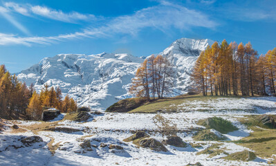 view on snowy mountain range in tarentaise valley under blue sky and golden larch trees in forest