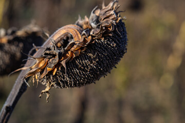 dry sunflower ripened