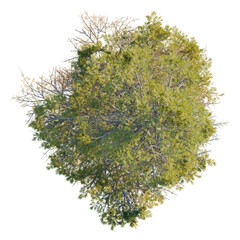 Pinus contorta tree plan, top view, cutout, transparent background, isolate, Lush green pine tree top view with branches and needles