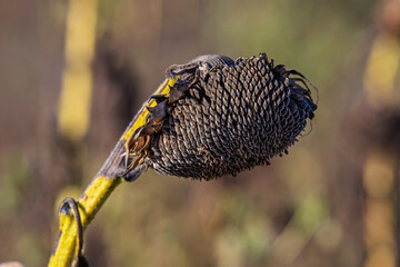 dry sunflower ripened