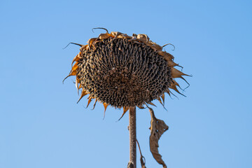 A close-up of a dry sunflower head
