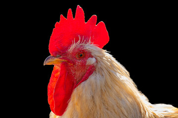 Rooster isolated