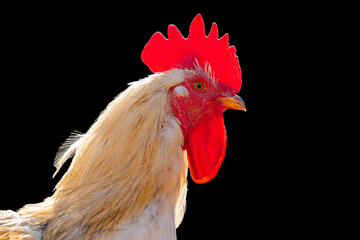 Rooster isolated