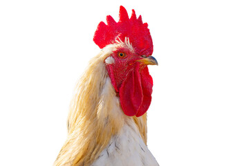 Rooster isolated