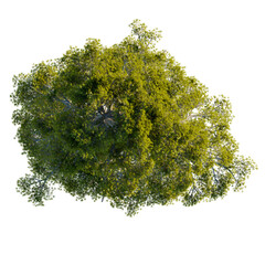 Pinus heldreichii tree plan, top view, cutout, transparent background, isolate, Vibrant green tree...