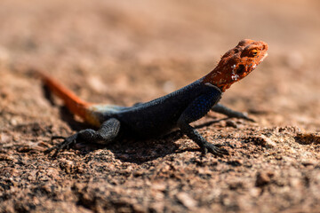 Eindrücke im Damaraland