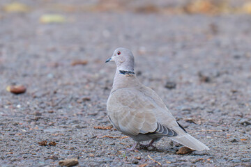 photo of a turtle dove