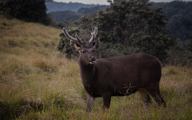 Sambar Rusa unicolor at Horton Plains National Park
