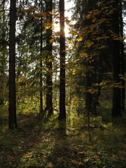 Golden rays of sunlight filtering through tree canopies, on an Autumn evening. Stunning Forest Scenic Fall Landscape Background