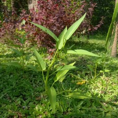 Water Spinach Growing in the Garden