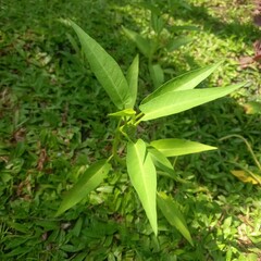 Water Spinach Plant on Lawn