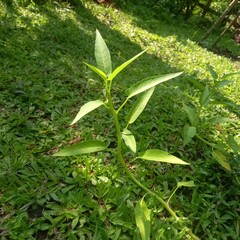 Water Spinach Plant on Lawn
