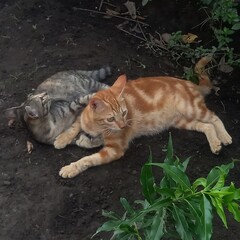 Two Cats Relaxing Outdoors