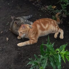 Two Cats Playing Outdoors